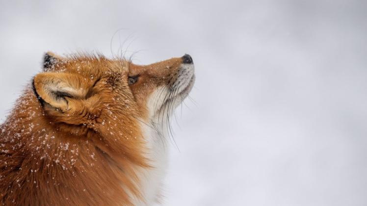 Tiere haben unterschiedliche Strategien, um den Winter zu überstehen. Der Fuchs ändert sein Fressverhalten.