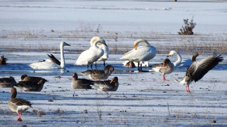 Singschwäne, Enten und Gänse bevölkern das Gebiet der Deichrückverlegung.
