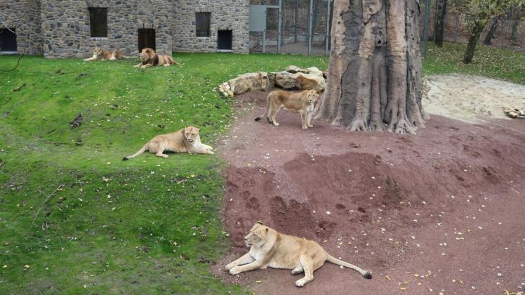 Im Zoo Osnabrück kam es am Sonntagvormittag zu einem Unfall im Löwengehege. Der Vorfall wird in den kommenden Tagen aufgearbeitet.