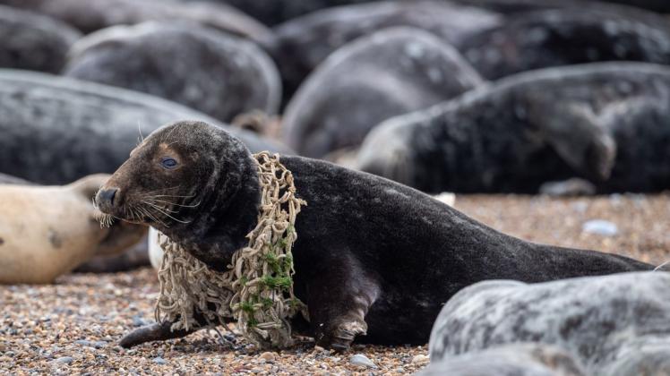 Unser Plastikmüll kostet immer mehr Meeresbewohner das Leben.