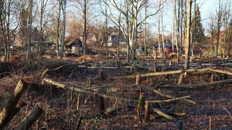 Kahlschlag in Bargteheide: Wald auf einer Fläche von 3500 Quadratmetern wurde zwischen Bornberg und Südring vernichtet.