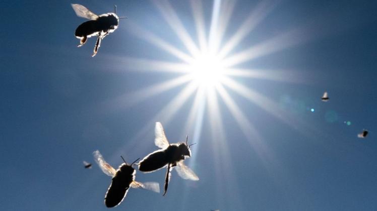 Das Frühlingswetter lockt die Bienen.