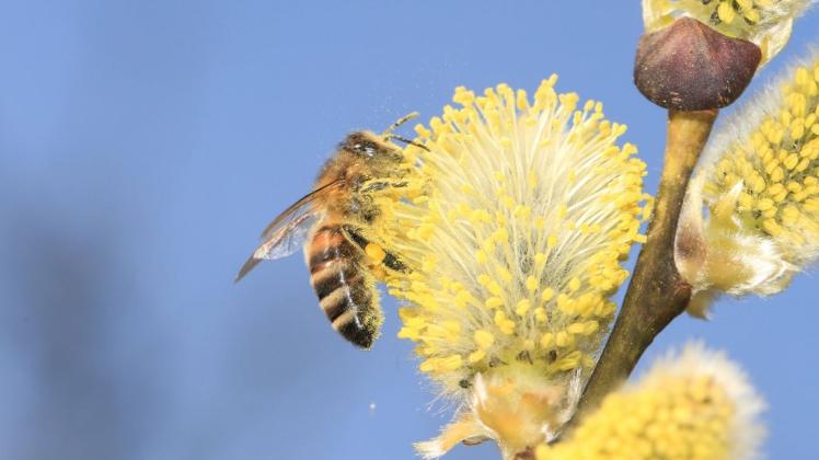 Für Bienen und andere Insekten sind Salweiden zur Zeit die wichtigste Nahrungsquelle. Deswegen sollte man Zweige für die Dekoration von Haus und Hof eigens gepflanzten Sträuchern entnehmen oder sie kaufen.