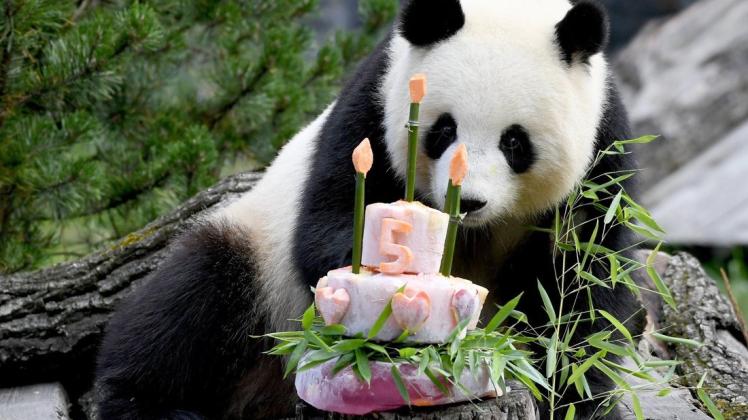 Auch Panda-Bären feiern Geburtstag.