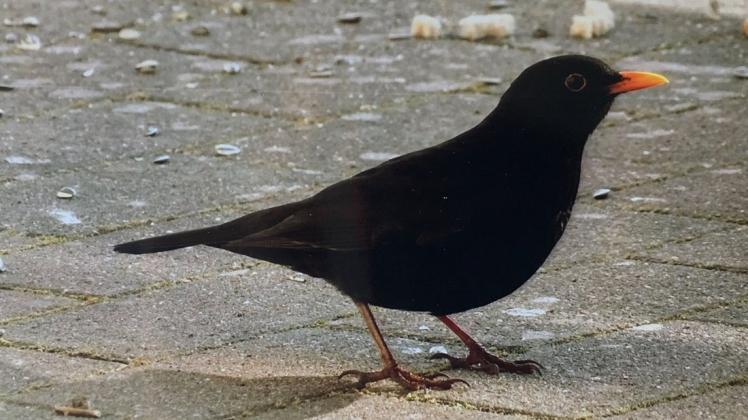 Aufgrund der milden Temperaturen konnte man die Amsel bereits Anfang Februar singen hören.