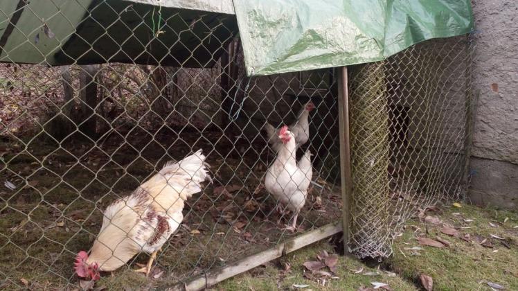 Zum Schutz des Hausgeflügels vor Wildeinflug und somit der Verbreitung der Geflügelpest können feste Dächer, Planen, engmaschige Vogelnetze oder Maschendraht dienen.