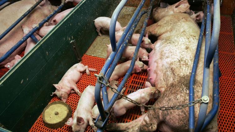 Blick in einen Sauenstall: Ein Metallgestell soll verhindern, dass die Sau sich zu viel bewegt und ihre Ferkel zerdrückt. Die meisten Ställe müssen nach einer Gesetzesänderung allerdings umgebaut werden. Der Sau steht mehr Platz zu. Blick in einen Sauenstall: Ein Metallgestell soll verhindern, dass die Sau sich zu viel bewegt und ihre Ferkel zerdrückt. Die meisten Ställe müssen nach einer Gesetzesänderung allerdings umgebaut werden. Der Sau steht mehr Platz zu.