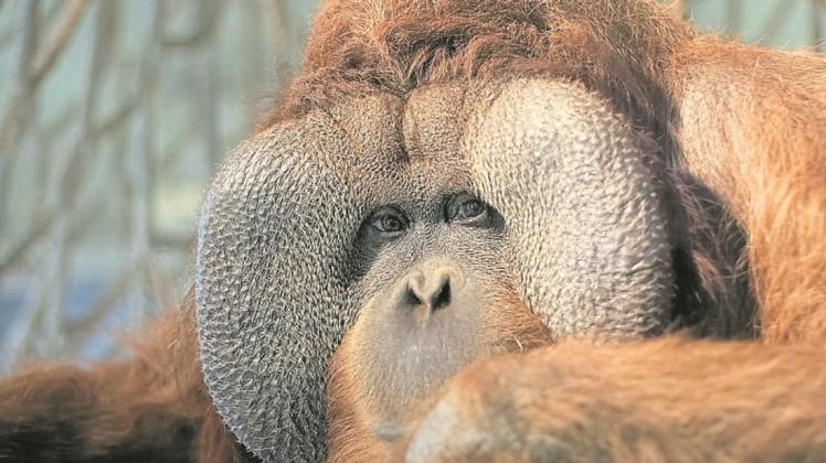 1970 wurde aus dem Tiergarten der Zoo – und der Orang-Utan „Buschi“, der hier im Dezember 1971 zur Welt kommt, ist der erste Star des Zoos.