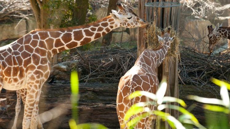 Mittendrin statt nur dabei: Zoo-Partner bekommen beispielsweise „Backstage-Pässe“ für das Giraffengehege und andere maßgeschneiderte Angebote.