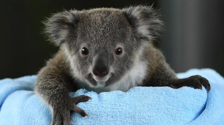 In Australien entdeckte eine Familie ein Koala-Weibchen im Tannenbaum. (Symbolbild)