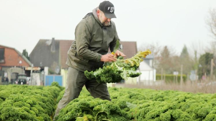Frisch vom Feld erntet Andree Mahlstedt vom Hof Mahlstedt sein Gemüse. Frisch vom Feld erntet Andree Mahlstedt vom Hof Mahlstedt sein Gemüse.