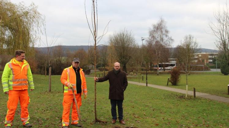 Eine Robinie als jüngsten Zuwachs des Baumlehrpfades brachten Florian Wieland (links) und Dirk Steinkämper vom Bauhof gemeinsam mit Bürgermeister Eugen Görlitz in die Erde.