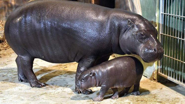 Nimba hat am 24. Oktober das erste Zwergflusspferd-Baby des Rostocker Zoos zur Welt gebracht.