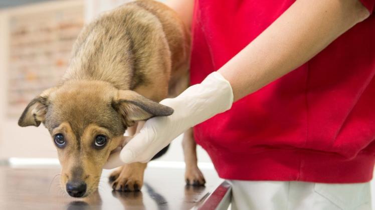 Erbrechen ist bei Hunden erstmal kein Grund zur Panik. Kommen Beschwerden wie Fieber oder Atemnot hinzu, sollte ein Arzt das Tier untersuchen.