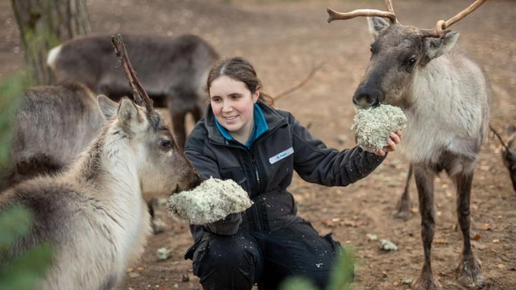 Die Rentiere im Rostocker Zoo lieben getrocknetes Moos, erklärt Tierpflegerin Ricarda Huch.