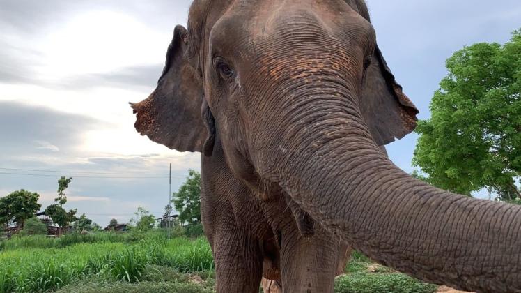Ein Großteil der Elefanten in Thailand werden zur Bespaßung der Touristen eingesetzt.