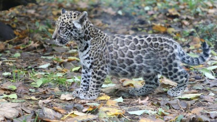 Das neugeborene Jaguarweibchen ist das erste Kind seiner Eltern. Das neugeborene Jaguarweibchen ist das erste Kind seiner Eltern.