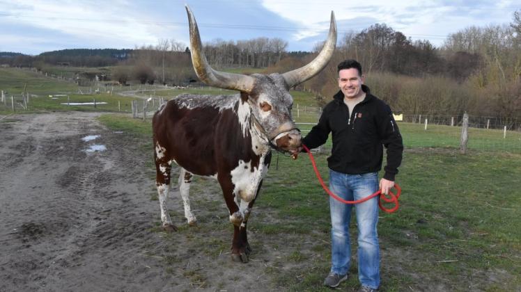 Bitterer Abschied: Jens Kohlhaus muss diesen prächtigen Watussi-Bullen verkaufen. Durch die Corona-Krise ist der Kamelhof gezwungen, sich von einer ganzen Reihe von Tieren zu trennen.