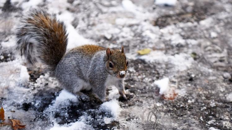 Die meisten Eichhörnchen in New York zählen den Behörden zufolge zur grauen Gattung.