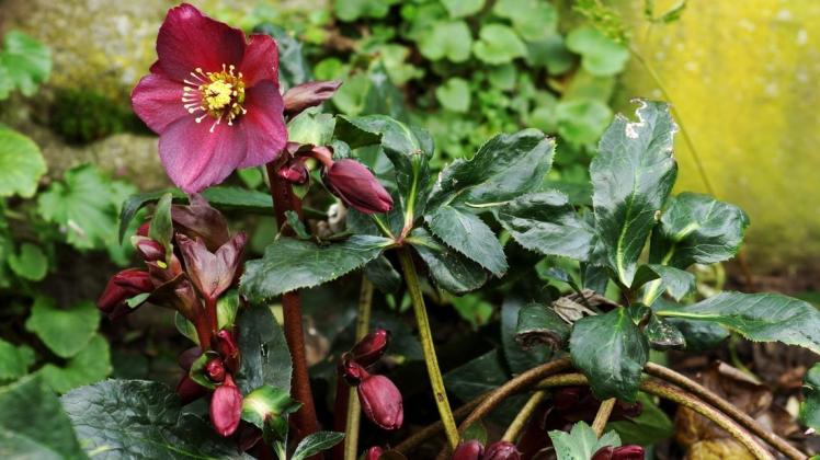 Schönheit im Garten Christrosen und Lenzrosen blühen im Winter NOZ