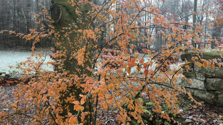 Auffällig wird Cotoneaster besonders im Herbst, wenn sich das Laub wie hier gelb oder rot verfärbt.