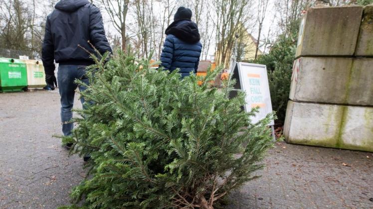 Weg damit: Was vor wenigen Wochen nur weihnachtlichen Glanz in Osnabrücker Wohnzimmer brachte, wird nun auf dem Recyclinghof entsorgt.