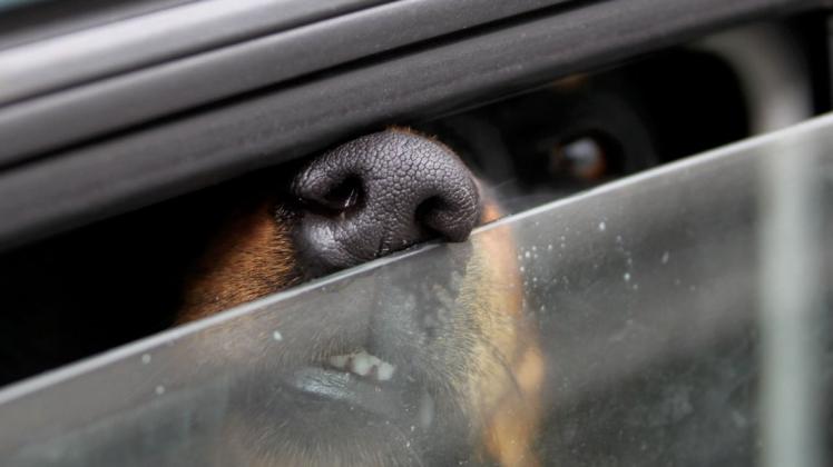 Im Sommer steigt die Temperatur im Auto schnell an. Das kann für Hunde eine Qual sein und sogar zum Tod führen. Tierschutzverbände warnen davor, die Gefahr zu unterschätzen. (Symbolfoto)