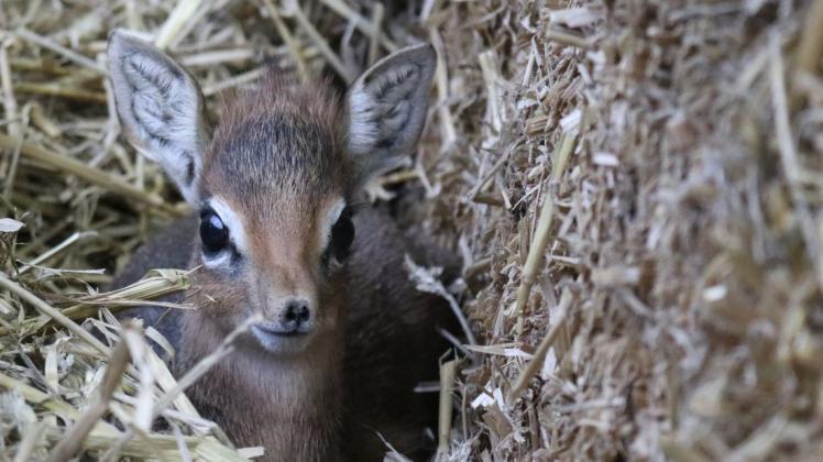 Das erste Tier, das im Jahr 2021 im Zoo Osnabrück geboren wurde, ist Kirk-Dikdik Weibchen Nyah. Zurzeit kuschelt es noch gerne im Stroh, erkundet aber auch schon die Umgebung.