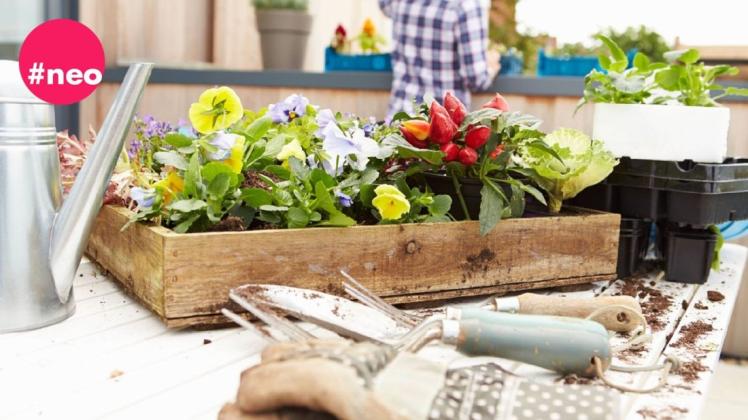 Obst und Gemüse selbst anbauen geht auch ohne Garten. Mit ein paar Tipps und etwas Platz ist dein Balkon schon bald deine Gemüsebox.