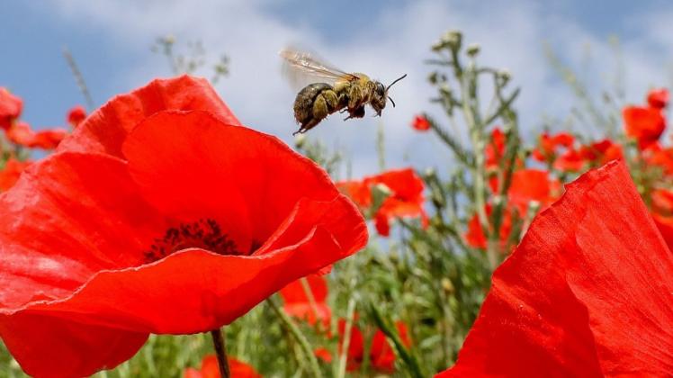 Müssen wir Insekten wie diese Biene besser schützen? Die FDP stellt sich gegen das Insektenschutzgesetz der Bundesregierung und will zunächst einmal wissenschaftlich untersuchen lassen, ob es einen Insektenrückgang gibt.
