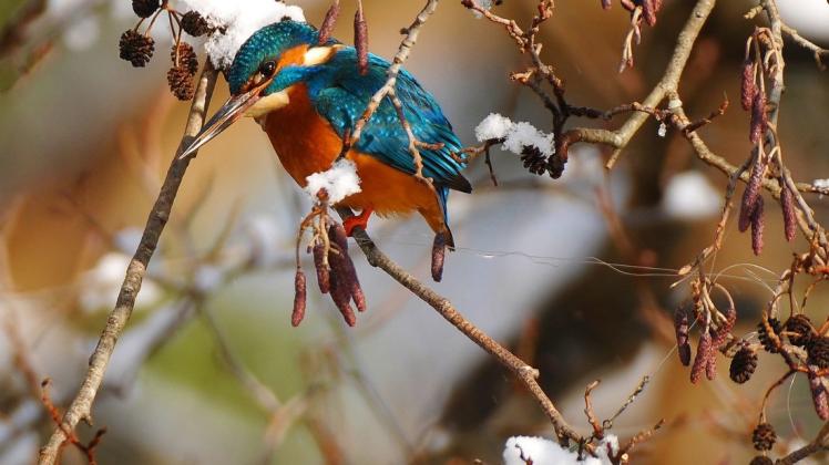 Eisvogel und Angelschnur: Rechts unter dem Vogel ist die Angelschnur mit Haken zu erkennen. Das kann für den Eisvogel das Todesurteil bedeuten. Die Aufnahme wurde am Nebel-Wehr bei den Mühlenwiesen in Güstrow gemacht.