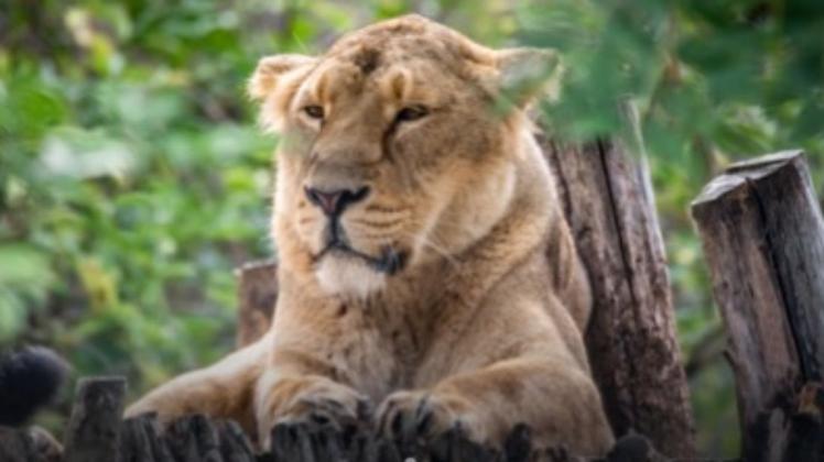 Löwin Heidi kommt gemeinsam mit zwei Schwestern aus dem Londoner Tierpark in den Schweriner Zoo.