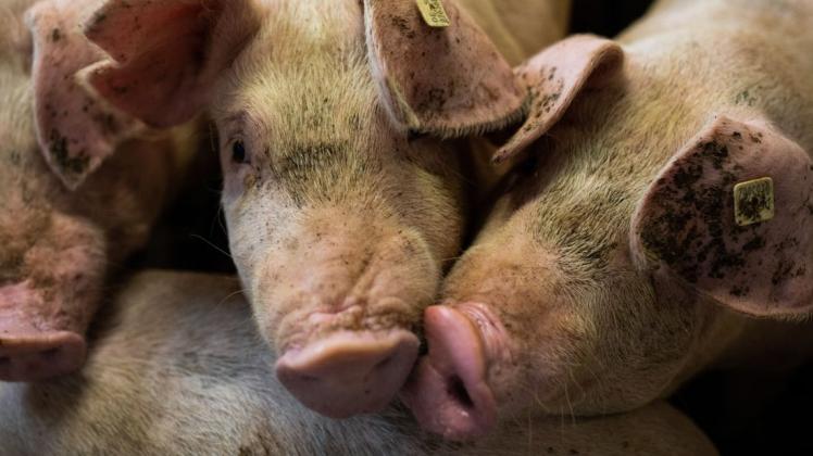 Der Verbraucher will Tierschutz - aber nicht mehr für Fleisch zahlen.