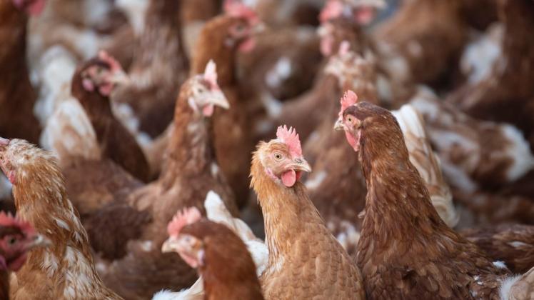 Um die Qualität des Fleischs und der Eier der Hühner zu verbessern, arbeiten die Forscher aus Dummerstorf und Nairobi zusammen.