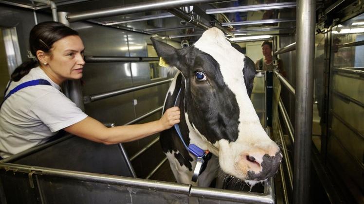 Eine Kuh stößt schätzungsweise zwischen 400 und 700 Liter Methan pro Tag aus. Wie viel es genau ist, das können Wissenschaftler jetzt berechnen.