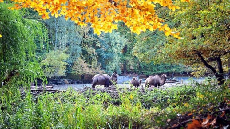 Ein Spaziergang ist im weitläufigen Zoo Rostock weiterhin möglich.
