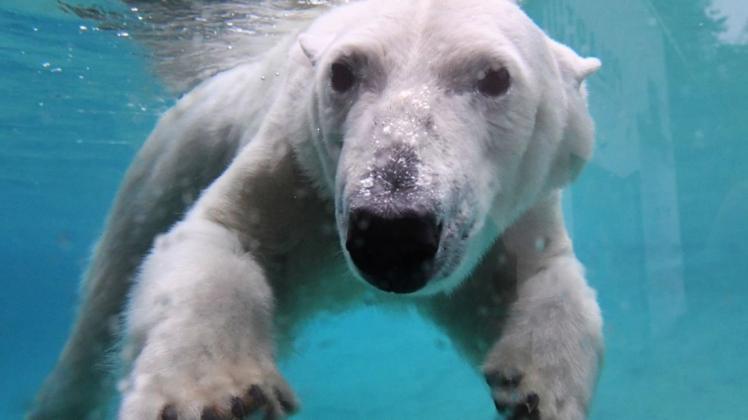 Eisbärin Noria taucht in einem Becken im Polarium des Rostocker Zoos. Eisbärin Noria taucht in einem Becken im Polarium des Rostocker Zoos.