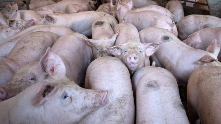 Blick in einen Schweinestall: Weil bei Wildschweinen in Deutschland die Schweinepest nachgewiesen worden ist, haben wichtige Drittländer den Import von Schweinefleisch aus Deutschland gestoppt.