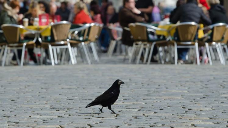 Ein "Pechvogel" spaziert über den Platz - heute kann er sich in Sicherheit wähnen. Ein "Pechvogel" spaziert über den Platz - heute kann er sich in Sicherheit wähnen.