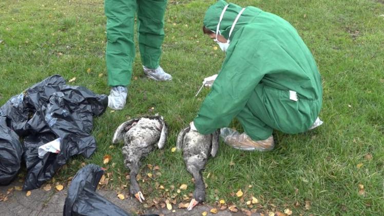 Vor einigen Jahren starben zehntausende Vögel an der Vogelgrippe. Nun verbreitet sich ein ähnlicher Virus.