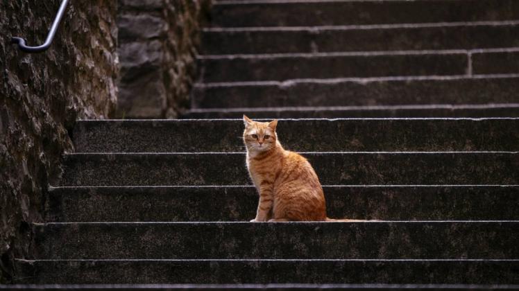 Mit einer Kastrations-, Kennzeichnungs- und Registrierungspflicht für frei laufende Katzen will die Stadt Bad Iburg gegen deren unkontrollierte Fortpflanzung vorgehen.