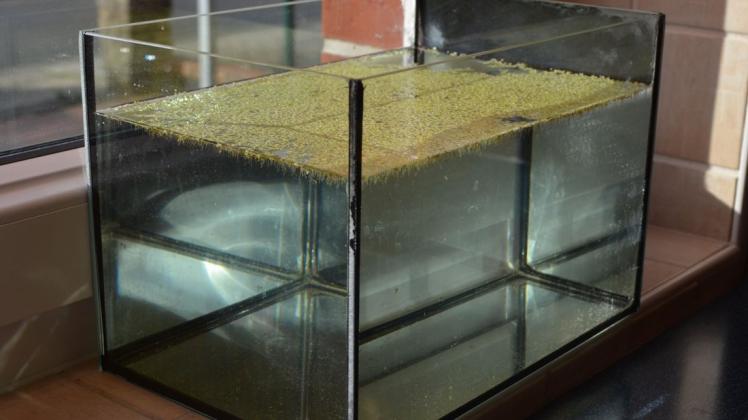 Mit diesem Aquarium gewann Anica Lüken den Dr. Hans-Riegel-Fachpreis. Mit diesem Aquarium gewann Anica Lüken den Dr. Hans-Riegel-Fachpreis.