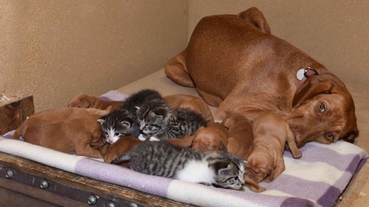 Luna passt auf, auf ihre leiblichen und die adoptierten Tierkinder. Jagdhund und Katzen in trauter Seelengemeinschaft. Luna passt auf, auf ihre leiblichen und die adoptierten Tierkinder. Jagdhund und Katzen in trauter Seelengemeinschaft.