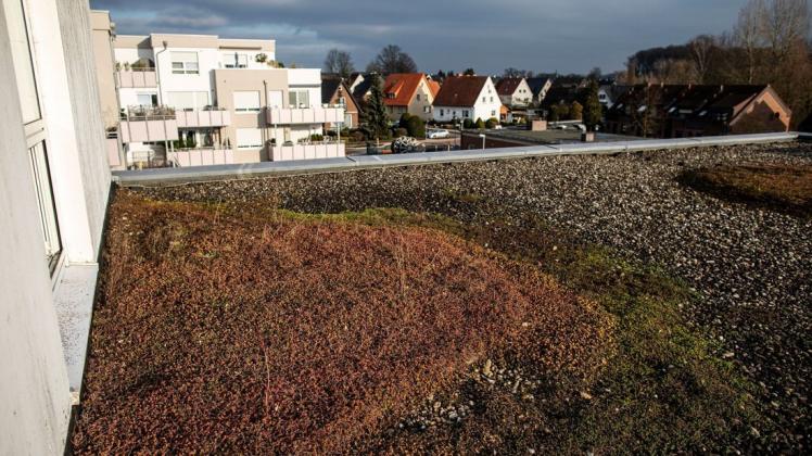 Auch ein Beitrag zum Klimaschutz: Das Gründach auf dem Rathaus in Belm. (Archivbild) Auch ein Beitrag zum Klimaschutz: Das Gründach auf dem Rathaus in Belm. (Archivbild)
