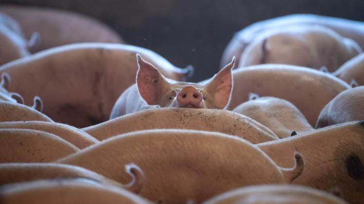 In Deutschlands Schweineställen ist es derzeit zu voll. Aufgrund von Corona schlachten die Schlachthöfe derzeit weniger Tiere als üblich.