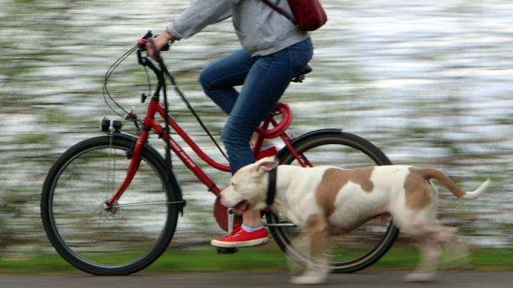 Beim Fahrradfahren mit dem Vierbeiner können dem Hundebesitzer einige Fehler unterlaufen.
