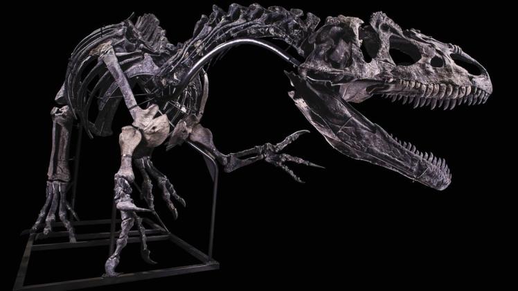 Das Skelett eines Allosaurus ist in Paris für über drei Millionen Euro versteigert worden.