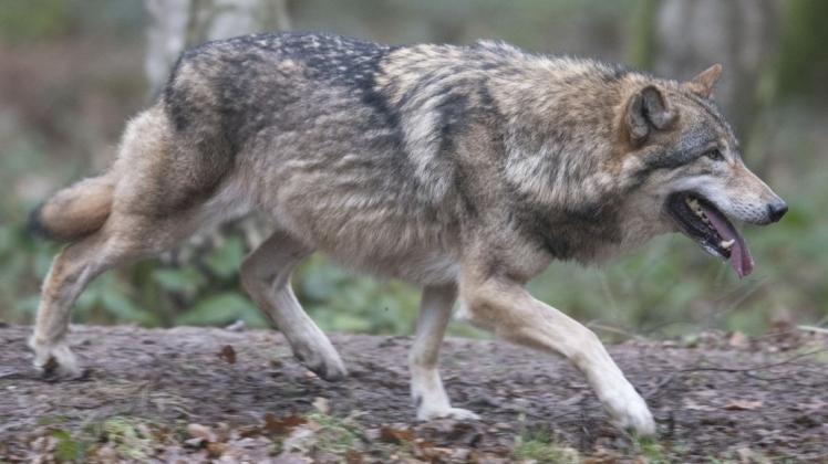 Das Ergebnis der DNA-Analyse bestätigt, dass die Schafe in Vielank von einem Wolf gerissen wurden.