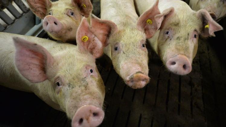 Blick in einen Schweinestall: Foodwatch fordert die Landwirtschaft auf, bei der Produktion umzuschwenken.
