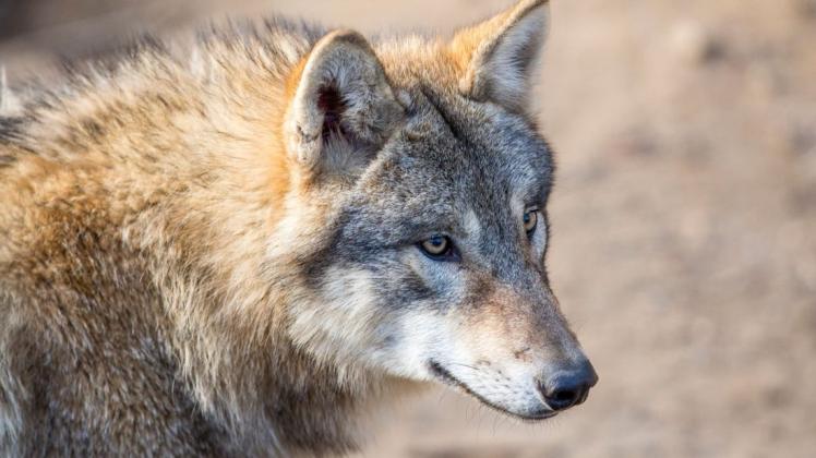 Immer mehr Wolfsrudel leben in Deutschland. Im vergangenen Monitoringjahr ist die Zahl der Rudel wieder um etwa 20 Prozent gestiegen.